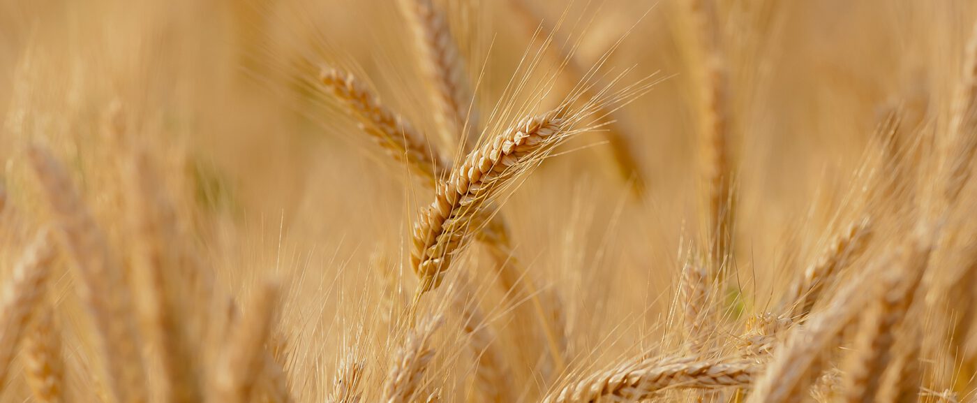 Trockenes Frühjahr – Nährstoffversorgung – Und nun?